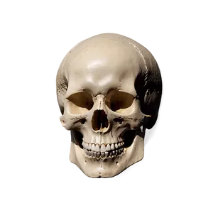 Basic Skull Shape PNG 39 PNG