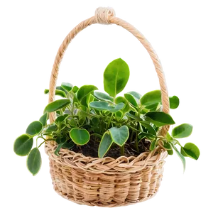 Basket Hanging Plant PNG 66