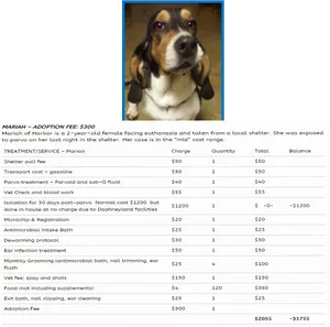 Basset Hound Adoption Feeand Costs PNG image