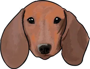 Basset Hound Portrait
