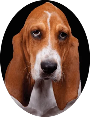 Basset Hound Portrait PNG image