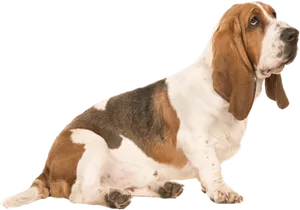 Basset Hound Sitting Pose PNG image