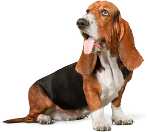 Basset Hound Sitting Pose PNG