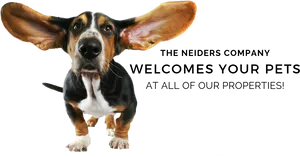 Basset Hound Welcoming Pets Promotion PNG