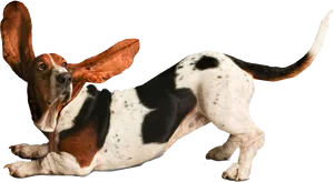Basset Hound With Floppy Ears PNG image