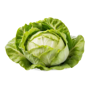 Batavia Lettuce Png Tan PNG image