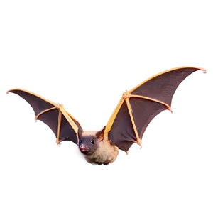 Bats Hovering In Sky Png 73 PNG image