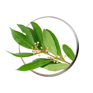 Bayleaf Branch Magnified Black Background PNG