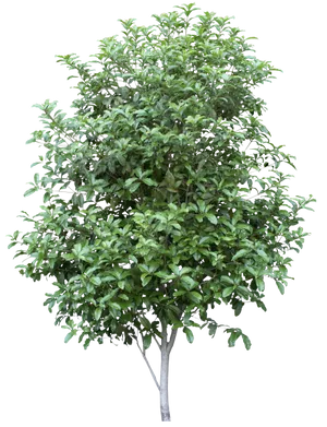 Bayleaf Tree Isolatedon Black Background PNG image