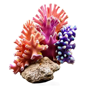 Beach Coral Reefs PNG 06132024 PNG