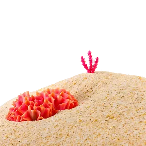 Beach Sand With Coral PNG 40