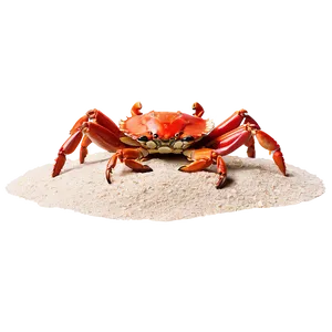 Beach Sand With Crab PNG 06292024