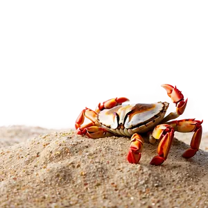 Beach Sand With Crab PNG 79 PNG