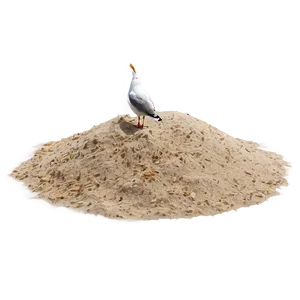 Beach Sand With Seagull PNG 06292024