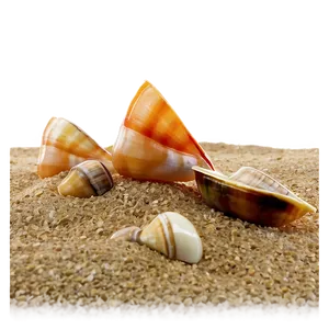 Beach Sand With Shellfish PNG 06292024