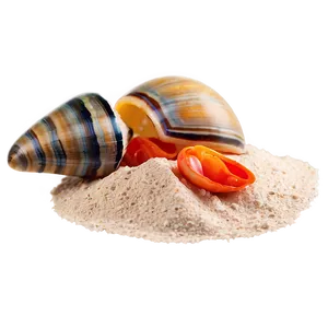 Beach Sand With Shellfish PNG 06292024