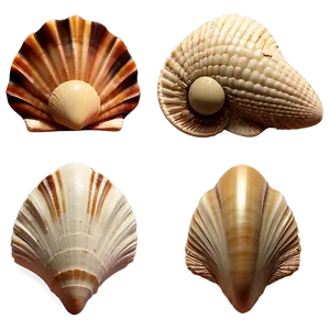 Beach Sea Shells Collection PNG 6 PNG