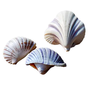 Beach Sea Shells Collection PNG Cfh72 PNG
