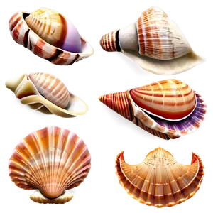 Beach Sea Shells Collection PNG Gli