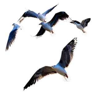 Beach Seagulls Fly PNG 06132024
