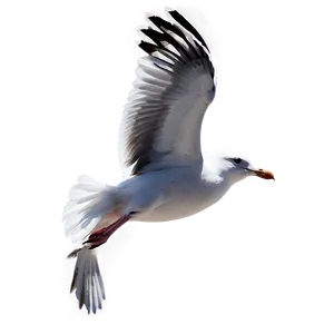 Beach Seagulls Fly PNG Lpw34 PNG