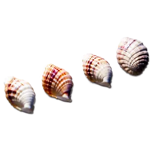 Beach Seashell Treasures Png Php PNG image