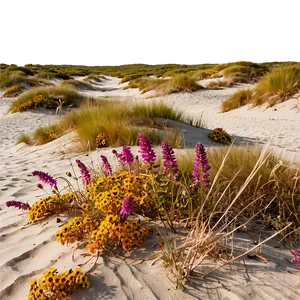 Beach Wildflowers Dunes PNG Fsy91 PNG