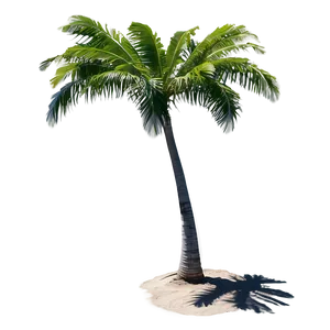 Beachside Tree Shadow PNG 06272024