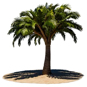 Beachside Tree Shadow PNG 36
