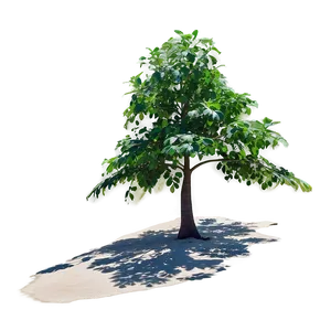 Beachside Tree Shadow PNG Xee46
