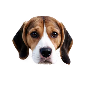 Beagle Dog Head PNG Haa
