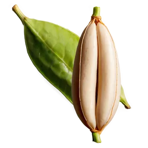 Bean Pod Clipart Png 05242024 PNG image