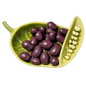 Bean Pod Open PNG Grr PNG