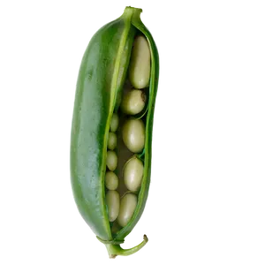Bean Pod Open PNG Kvb11 PNG