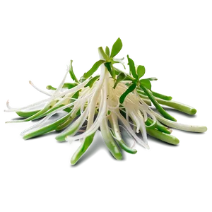 Bean Sprout Vector PNG 9