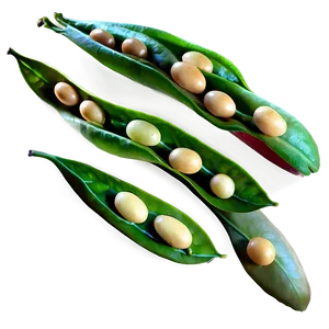 Beans Field Png 15 PNG image