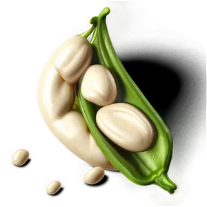 Beans Sketch Png Usl11 PNG image