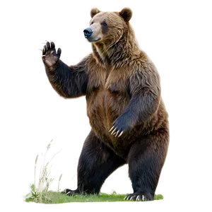 Bear B PNG