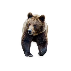 Bear C
