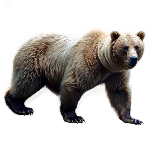 Bear D