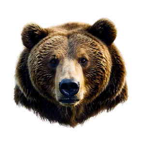 Bear Face In Nature PNG 55 PNG