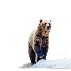 Bear Face In Snow PNG Dqn19 PNG
