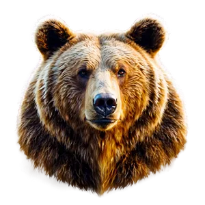 Bear Face Model PNG 60 PNG