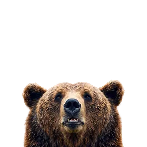 Bear Face Model PNG Doy