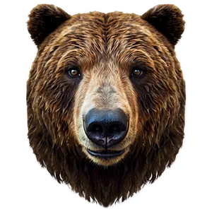 Bear Face On White Background PNG 06292024 PNG
