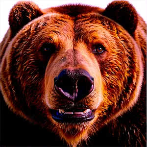 Bear Face On White Background PNG Fer31 PNG