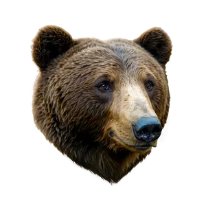 Bear Face Profile PNG 06292024
