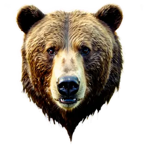 Bear Face Sketch Png 06292024 PNG image