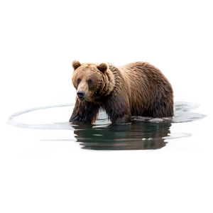 Bear Fishing Png Tbc60 PNG image