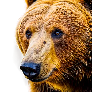 Bear Head In Nature PNG 29